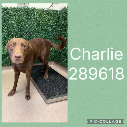 CHARLIE