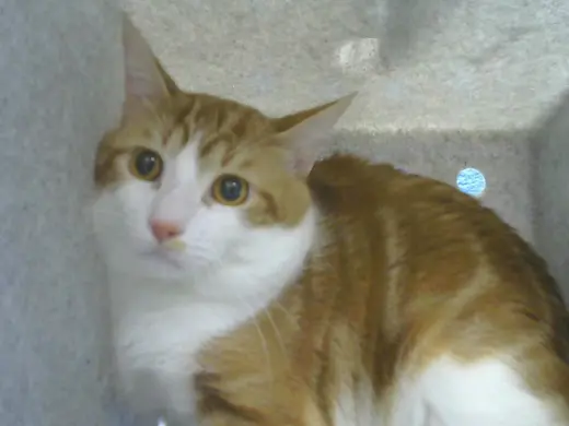 SAMULE