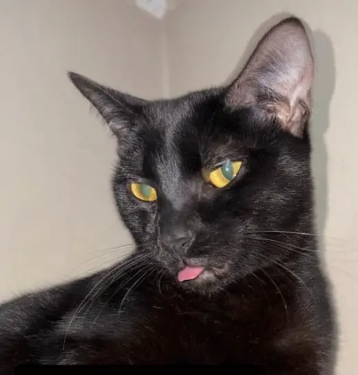 PEPPER