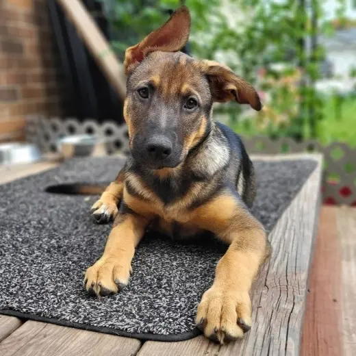 Ryker