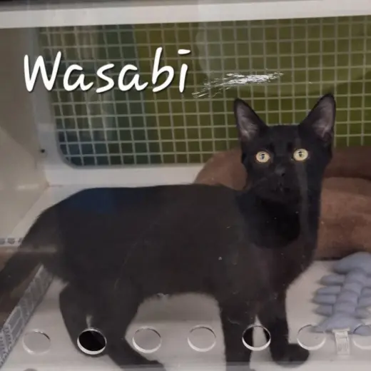 Wasabi #velcro-kitty