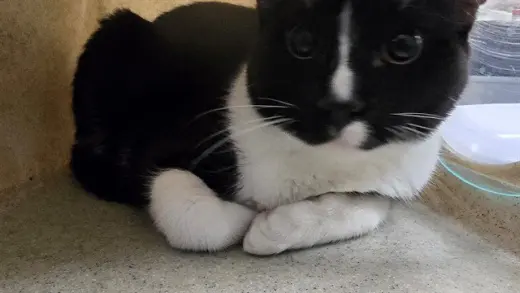 TUX