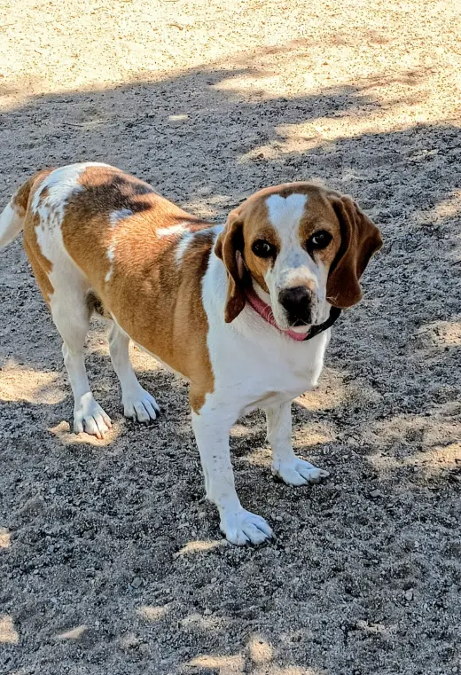 Gracie