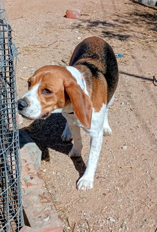 Chanel-ADOPTED 9/30/26