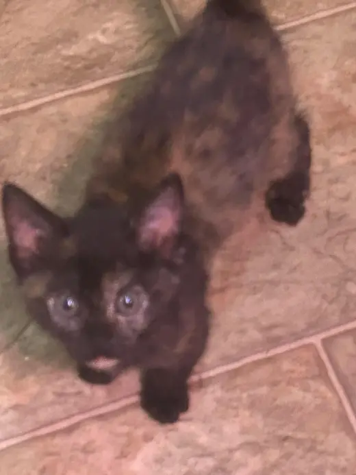 Stella