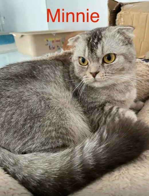 Minnie