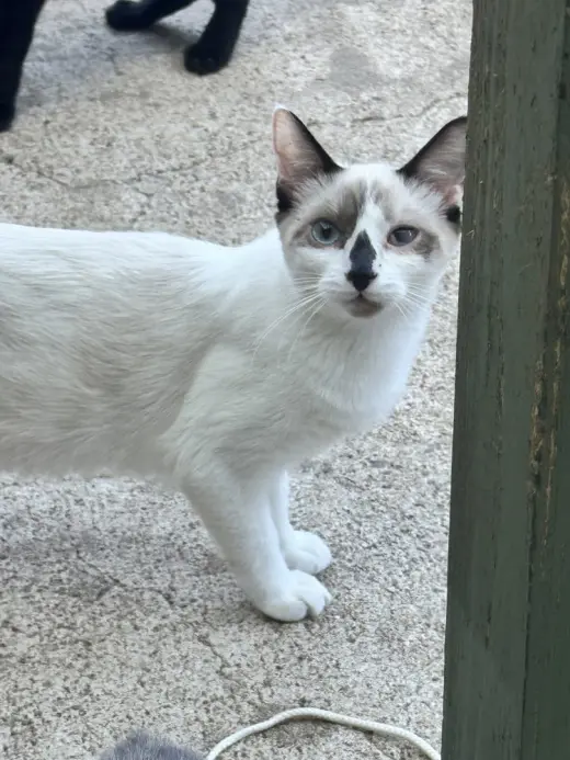 Dolly Purrton