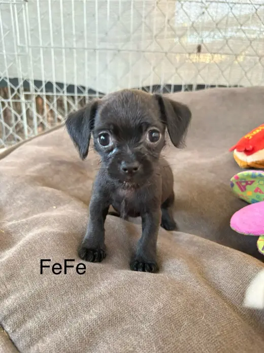 FeFe
