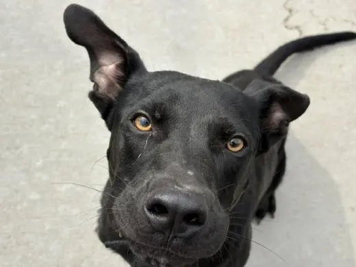 ENZO