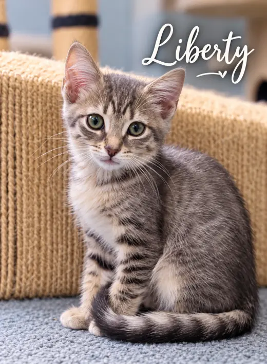 Liberty (f) (FCID# 09/24/26 - 54 Brandywine PS) KC