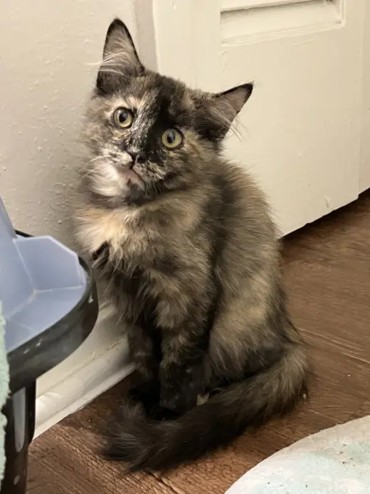 Archie