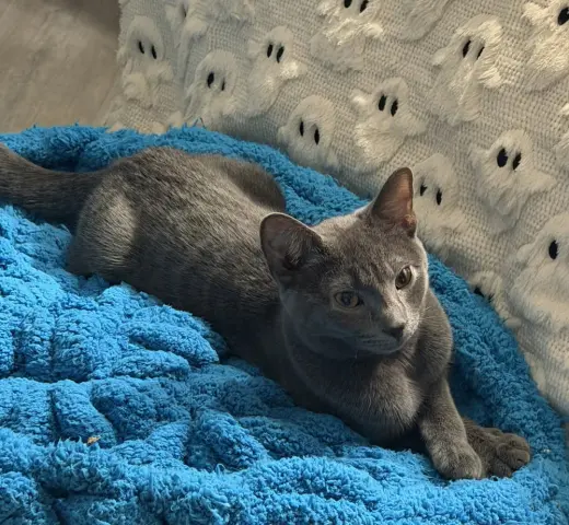 Kitten: Xandi