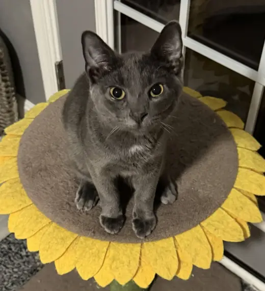 Kitten: Xander