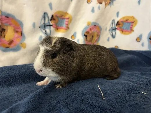 PUMBAA