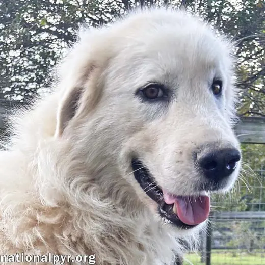 Ghost in GA - Sweet, Loving & Gentle!