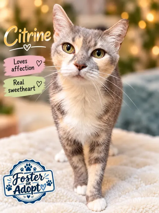 Citrine (Fcid# 09/15/2026 - 145)