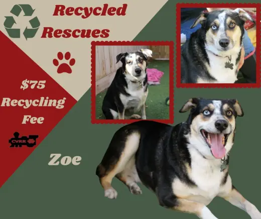 Zoe (Recycle)