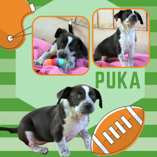 Puka (Puppy)