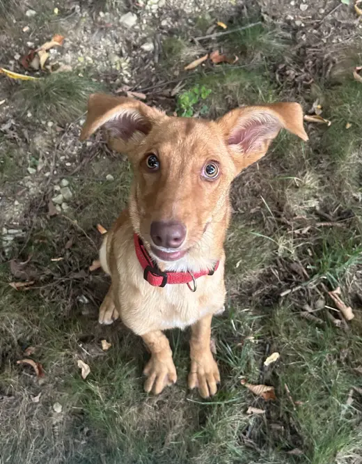 Dobby