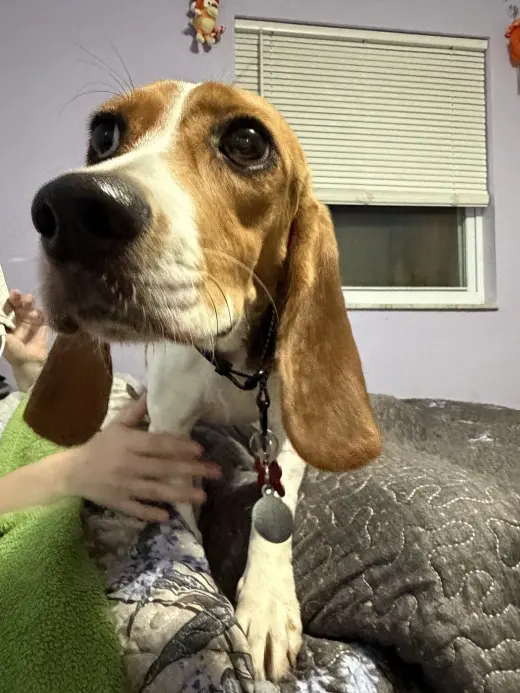 Laila Sniffs