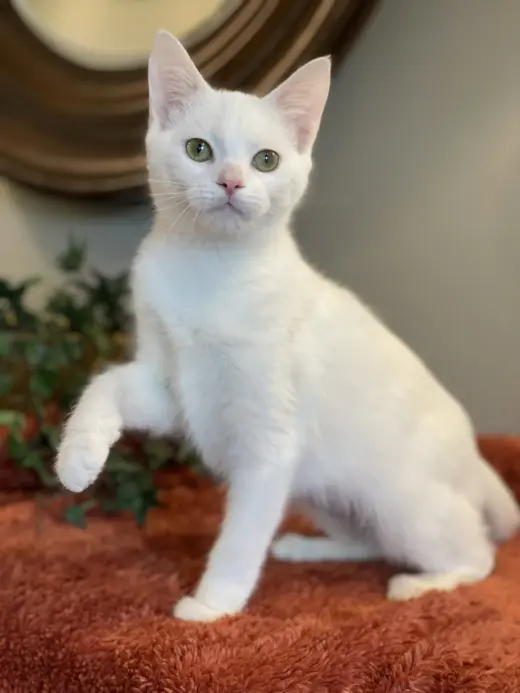 Fiona