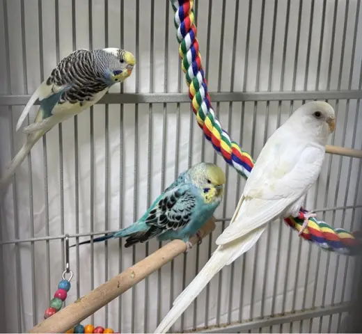 SKITTLES
