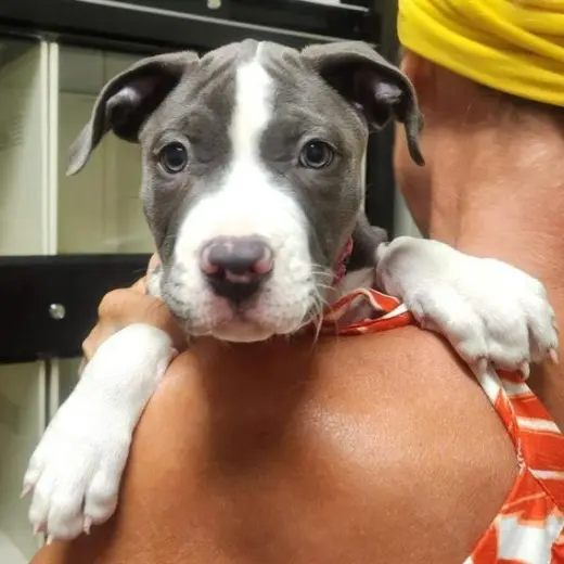 Mr. Worldwide - Pending Adoption