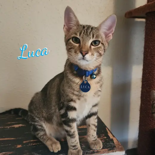 Luca #attic-bunch