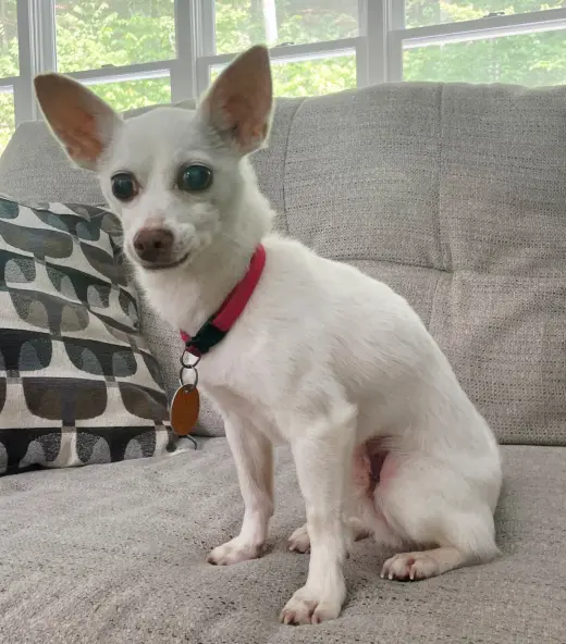 PACINO PEPE-ONLY 5 LBS!
