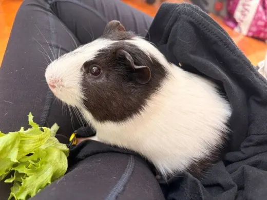 FINN