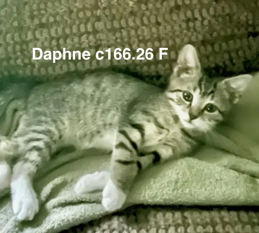 Foster Daphne