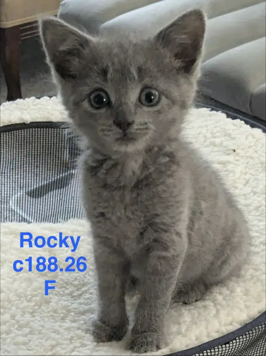 Foster Rocky
