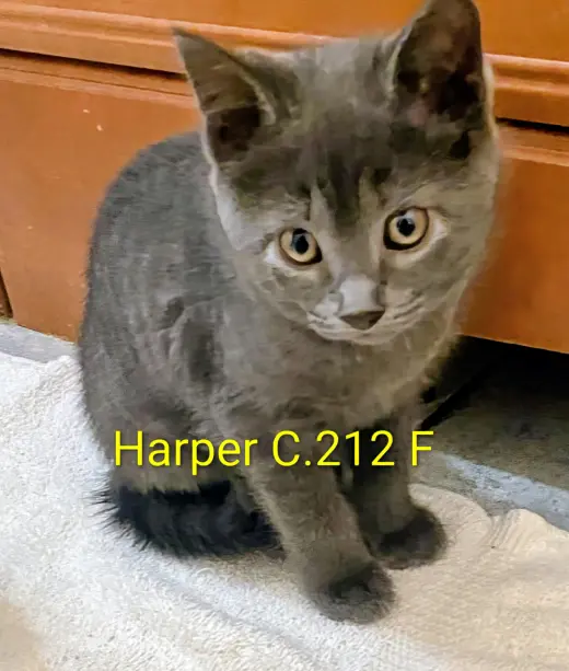 Foster Harper