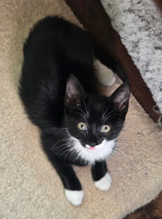 Big Pippin' (Available for pre-adoption)