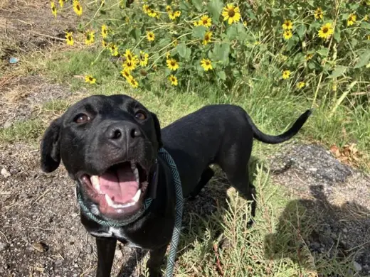 WIGGLES