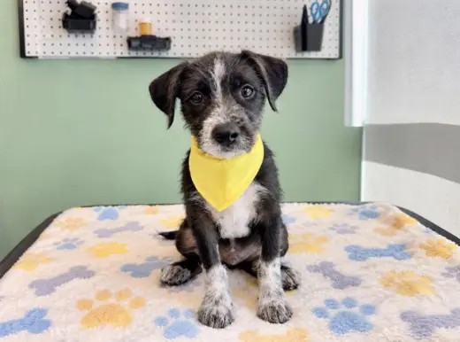 WALDO