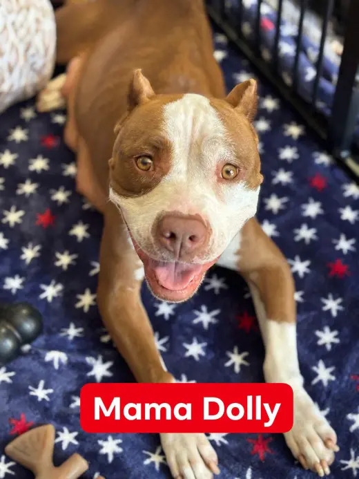 Dolly