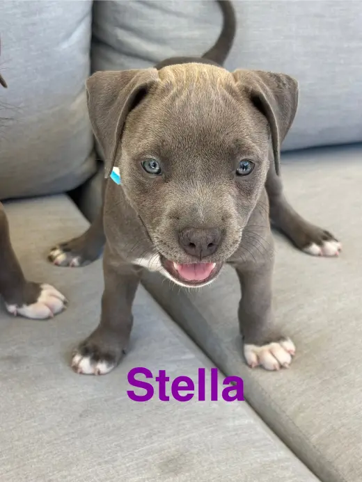 Dolly’s Dreamers - Stella