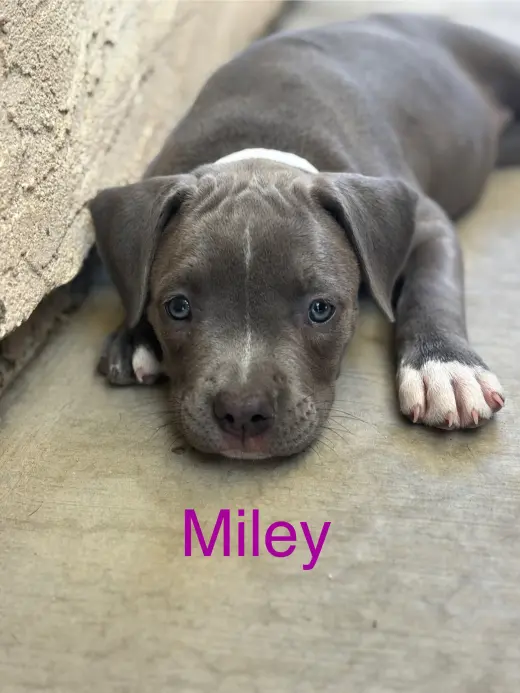 Dolly’s Dreamers - Miley