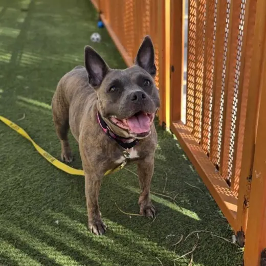 NYLA