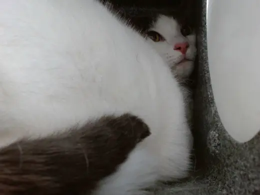 NALA
