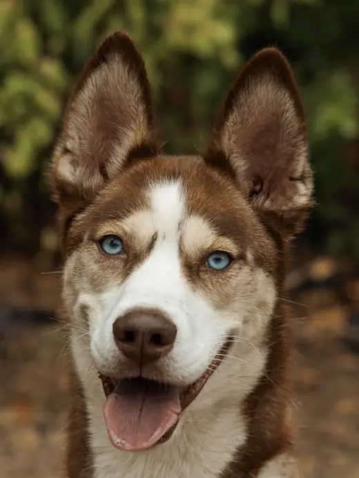 Zorro