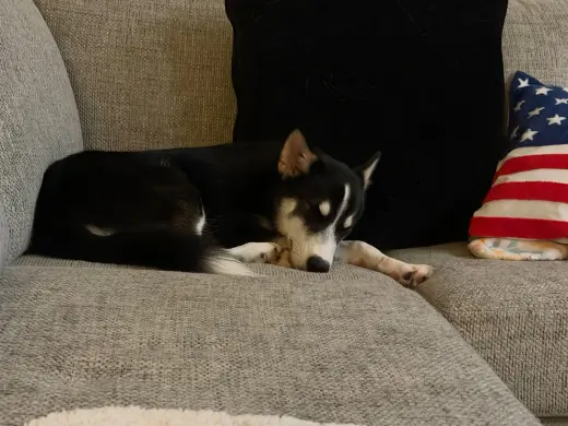 Cannoli