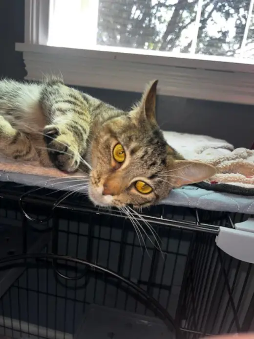 Belle - Courtesy Listing