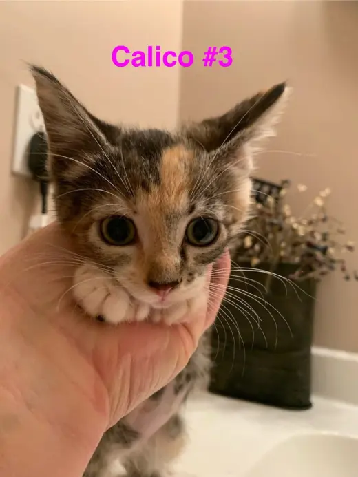 Posie