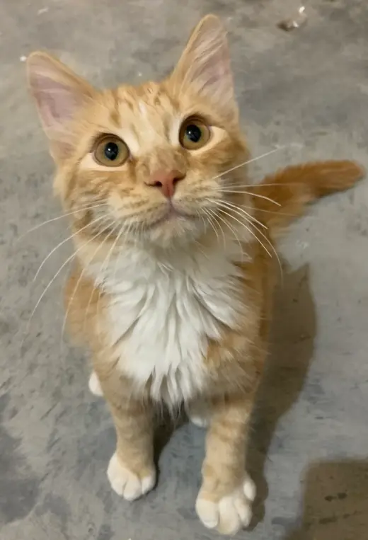 Elvis