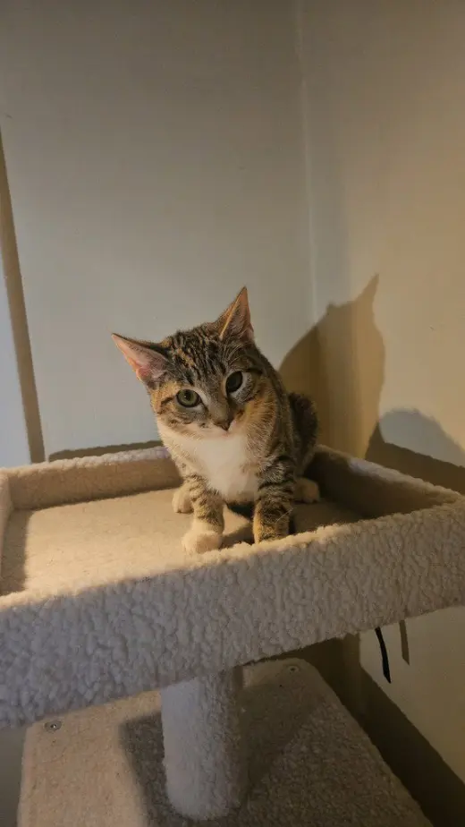 Penny