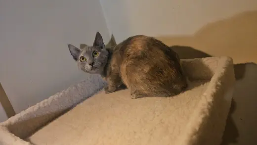 Smokey