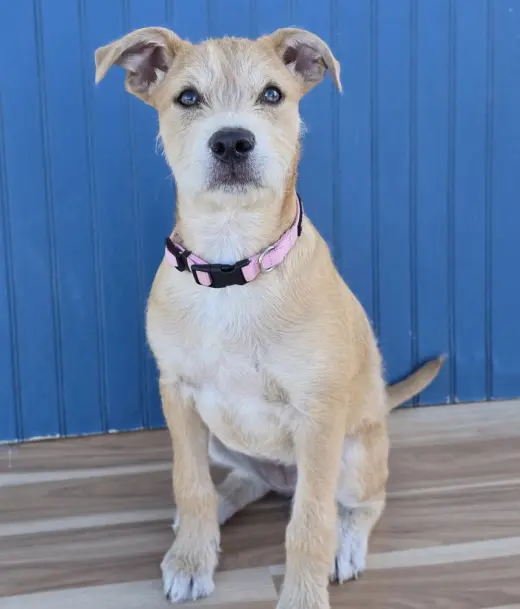 Sadie aka Lucy