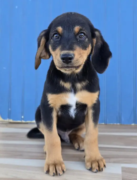 Sven